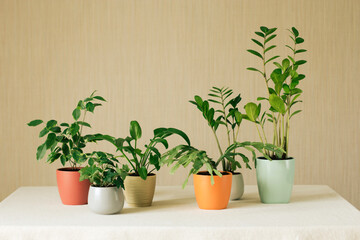 Several green houseplants in multicolored ceramic pots stand on a white table against a brown backgroundd plants on the table. 