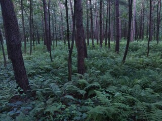 forest in fog