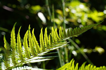 green fern leaf
