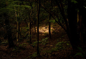 森の中のスポットライト