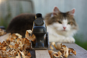 carpenter's table with shavings and a cat in a distant blurry view
