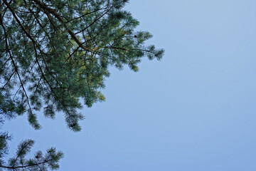 Background. Pine branches against the blue summer sky in the morning sun.