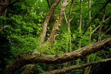 大きな木から生える無数の新芽
