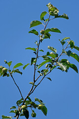 An Apple tree branch with ripening apples against the blue summer sky in the morning sun.