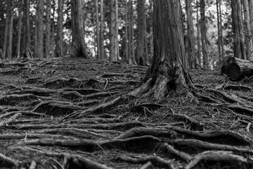 張り巡らされた木の根