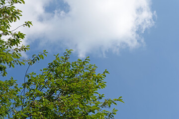 Cherry tree branches against a summer sky with white clouds