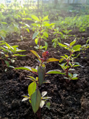 Young sprouts of Basil in garden in morning sun, growing spices. Organic leaf vegetable gardening. Close-up. Selective focus. Rural lifestyle.