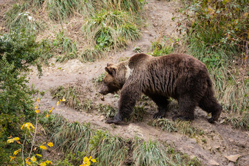 Fototapeta premium Oso pardo (Ursus arctos)