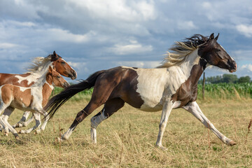 Ponies running in a pasture in the French countryside