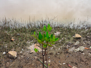 Mangrove forest with small mangrove trees in the canal area