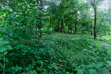 Green woods of a mountain, Mount Royal, Montreal