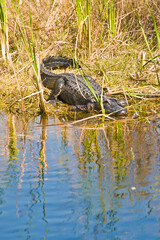 top, front view, far distance of a resting alligator on edge of a tropical, lake, in the everglade national preserve, on a sunny day