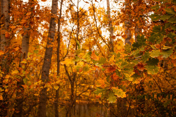 autumn leaves in the forest