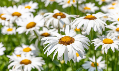 Many white shasta daisies with yellow centers blooming in field, with focus on foreground 