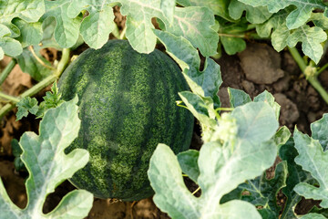 Green bright bush leaves and watermelon fruits