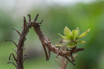 green caterpillar on a branch