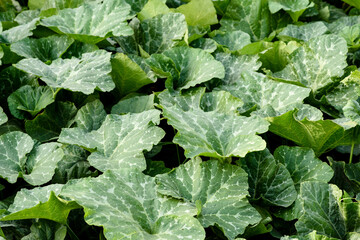 Fototapeta premium Green bright leaves of pumpkin bush on a home plot