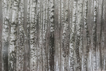 Birch trees in a row