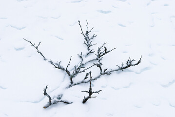 Branch lying on snowy ground