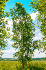 Birch tree on a green field against blue sky