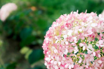 Blooming pink hydrangea in a grass field