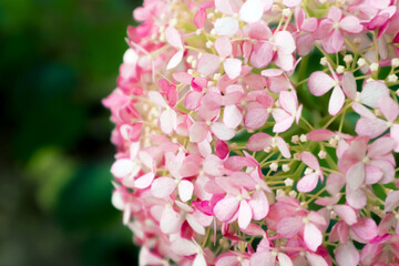 Blooming pink hydrangea in a grass field