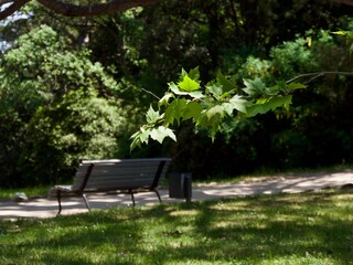 Ij petry, trees in Vorontsovsky park in Crimea, May 2019