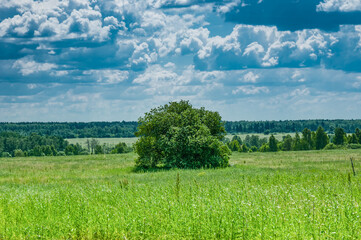 Obraz premium Summer landscape with trees on field and cloudy sky