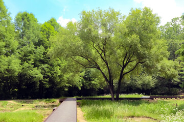 Obraz premium A big tree in the middle of the park 
