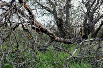 Colorful spring landscapes of nature with fallen trees after a storm, fallen large branches without leaves on green fresh grass and paths