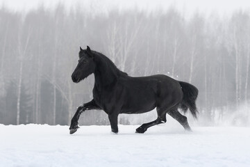 Obraz na płótnie Canvas Beautiful black friesian horse with the mane flutters on wind running on the snow-covered field in the winter background