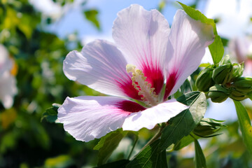Pink and white color of hibiscus