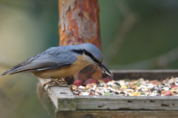 Eurasian Nuthatch close up as it has sunflower in its beak