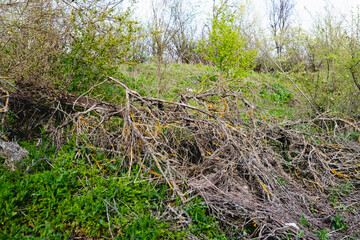 Colorful spring landscapes of nature with fallen trees after a storm, fallen large branches without leaves on green fresh grass and paths