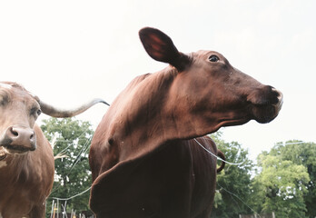 Santa Gertrudis and Texas longhorn cows closeup on farm.