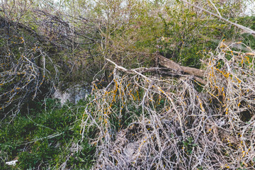 Colorful spring landscapes of nature with fallen trees after a storm, fallen large branches without leaves on green fresh grass and paths