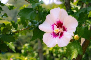 Pink and white color of hibiscus