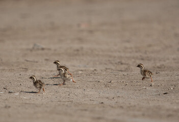 Grey francolin chicks running away at Adhari, Bahrain