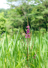 A purple wildflower in the middle of the grass field