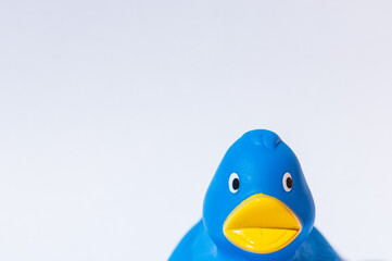Plastic blue rubber duck toy against white background