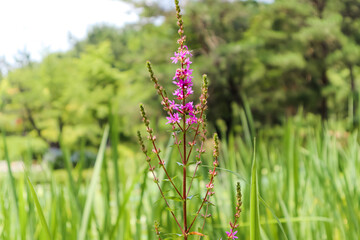 A purple wildflower in the middle of the grass field