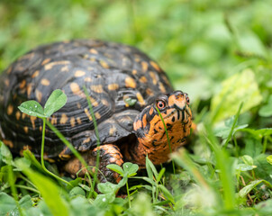 Eastern Box Turtle (Terrapene carolina Carolina) has bright coloration including red eyes.