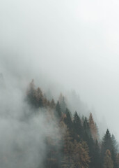 Trees In Forest Against Sky During Foggy Weather