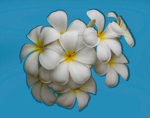 frangipani flower on a blue background