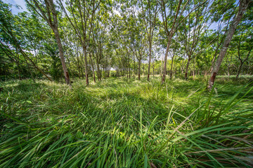 forest in the morning