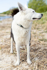 Obraz premium black and white husky in nature