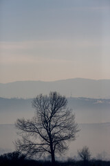 Hazy day afternoon vertical landscape with lonely leafless tree, travel photography at the Rose Valley, Central Bulgaria. Slopes of Sredna Gora mountain in background, pastel colors