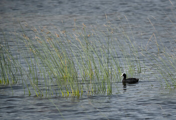 Common Coot in its habitat at  Buhair Lake, Bahrain