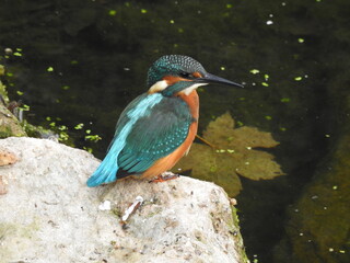 Eisvogel