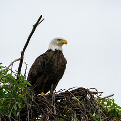 Adult Bad eagle in green nest
